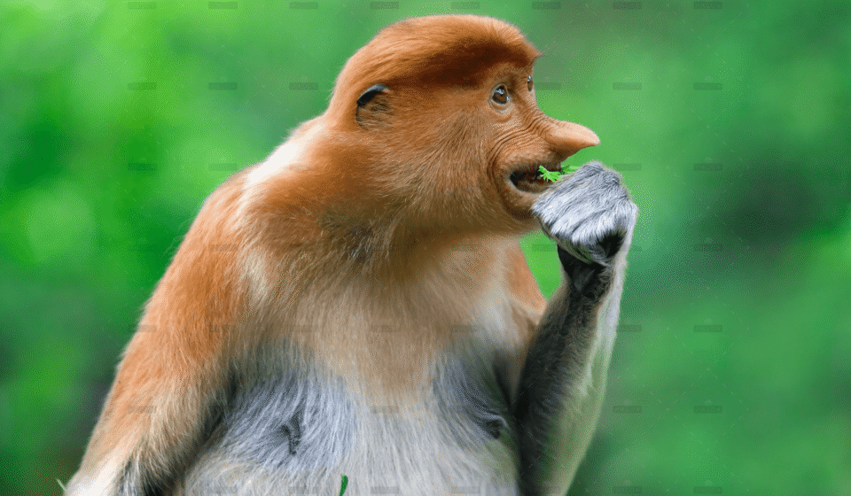 demo-attachment-291-proboscis-monkey-PK9YC3W-1