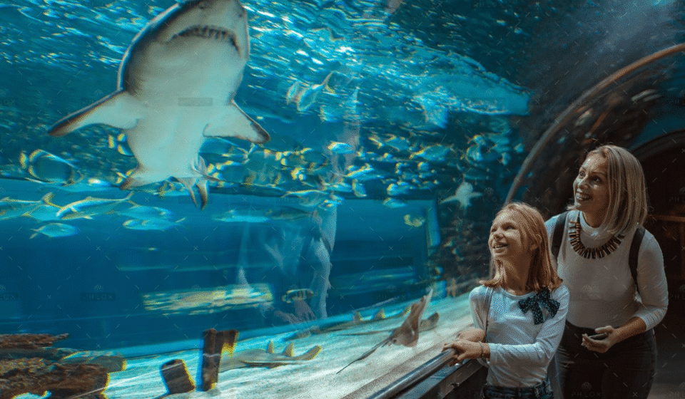 demo-attachment-288-showing-her-the-sharks-GHR4ZKN-1