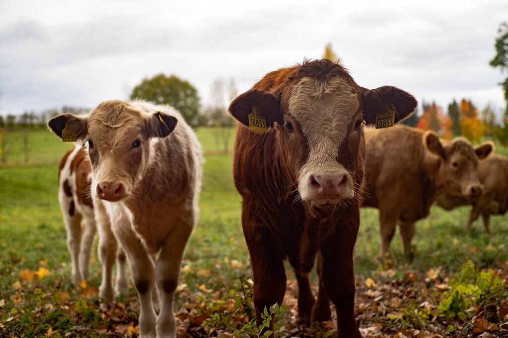 Five cows on farm, two front and centered with tags in their ears.