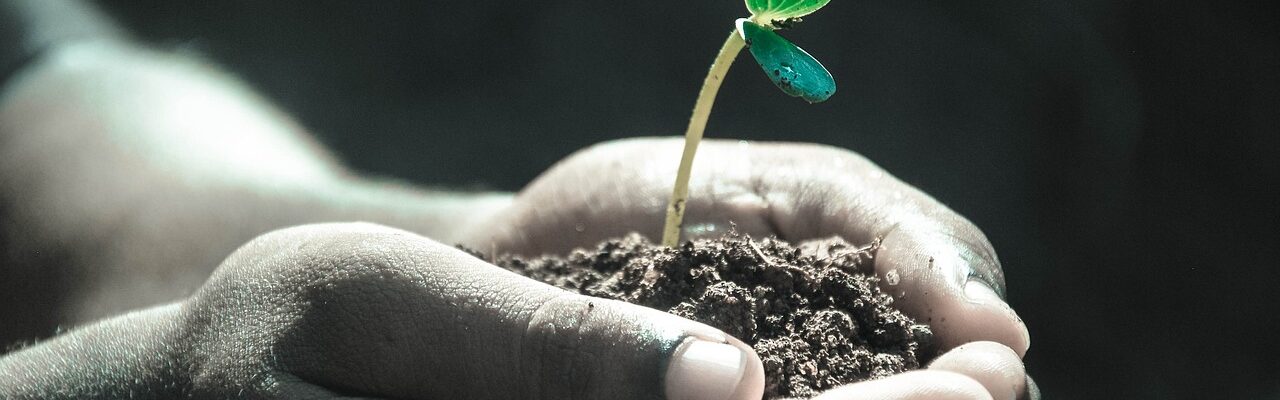 A person with a sapling cupped in their hand