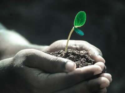 A person with a sapling cupped in their hand