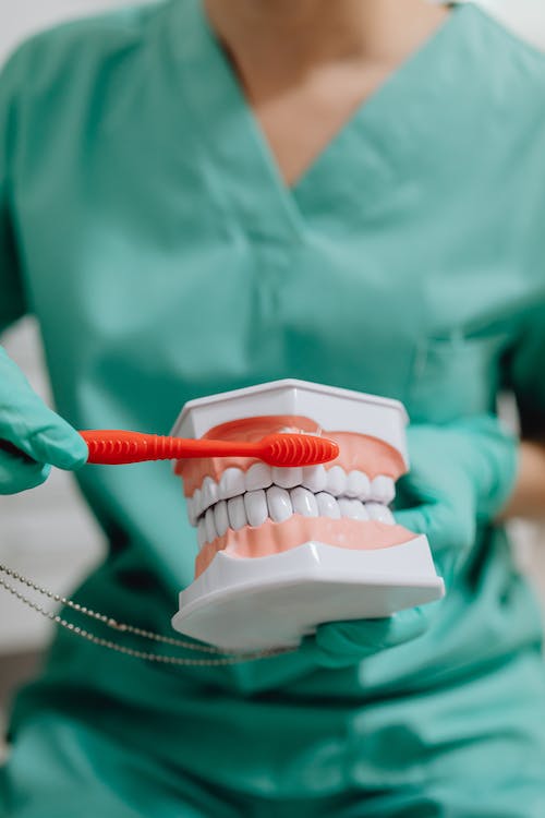 Dentist brushing a teeth display,