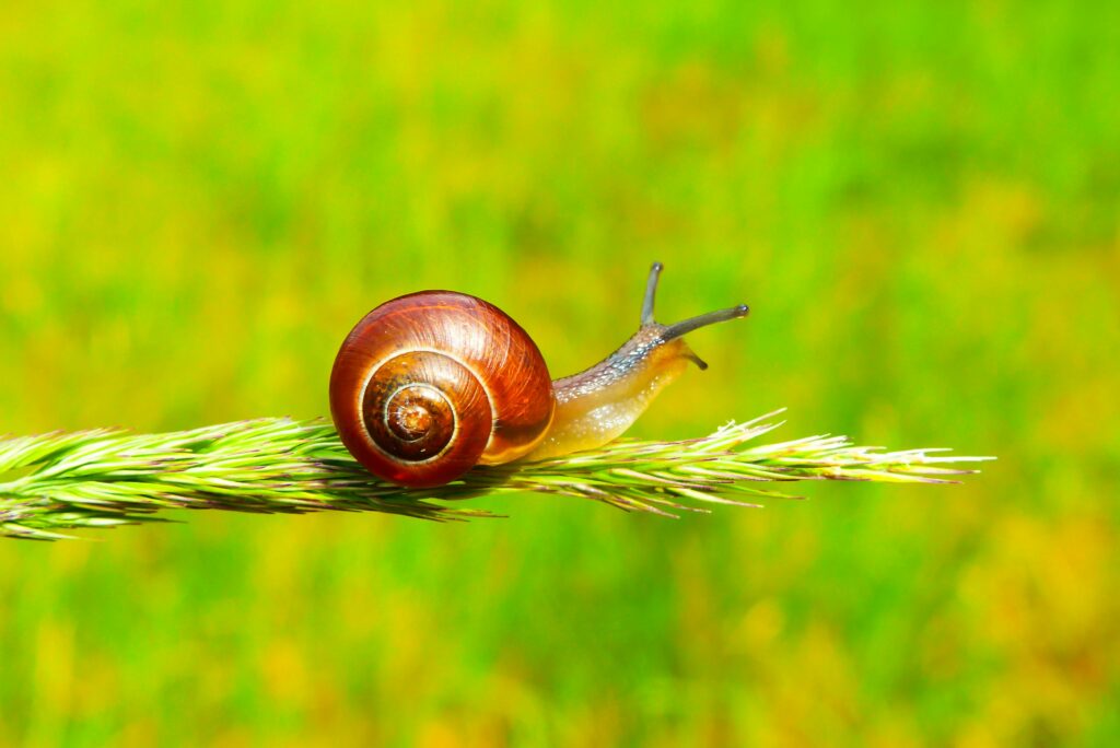 Snail on a leaf