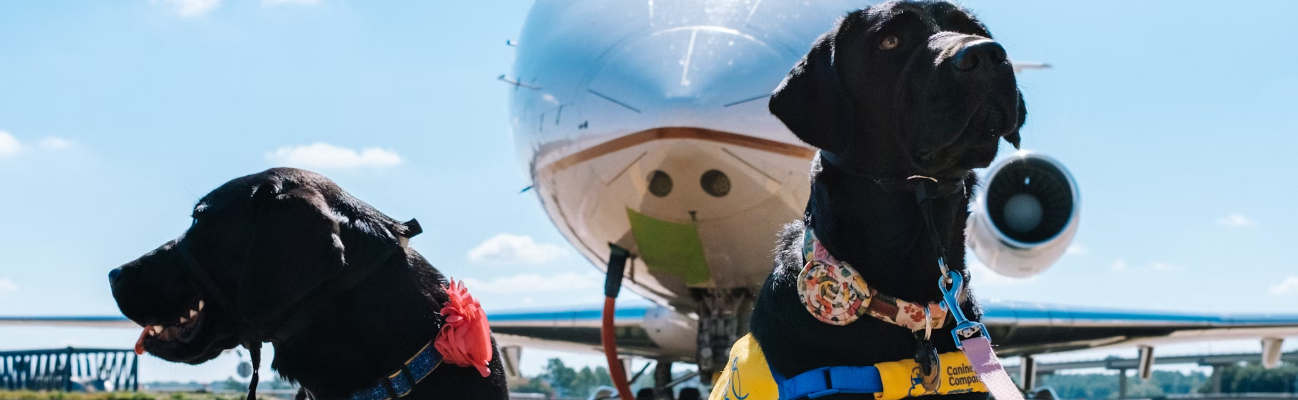 2 Service dogs in front of plane.