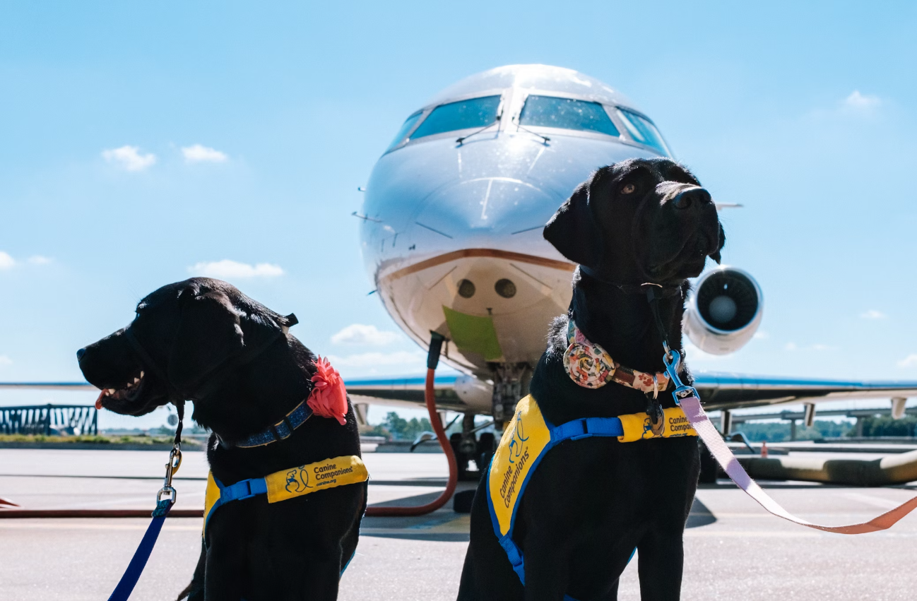 2 Service dogs in front of plane.